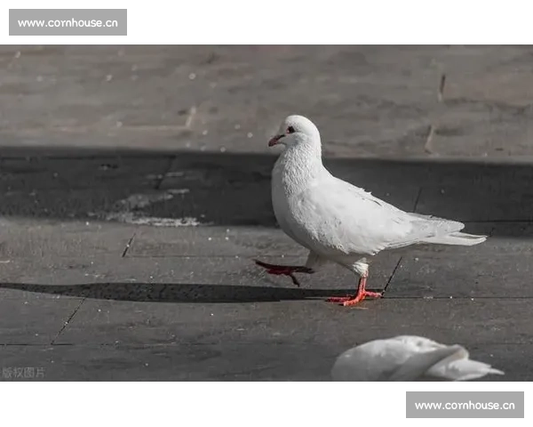 比赛鸽子的市场价格是多少一只 影响因素有哪些 价格差异从何而来